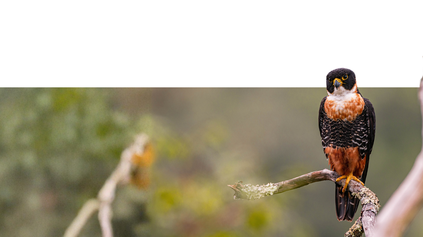 A close-up of an orange-breasted falcon perched on a tree branch with a blurred background of green foliage.