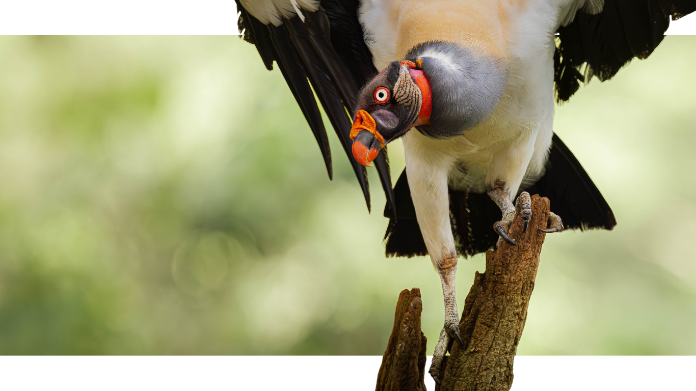 A king vulture perched on a tree branch, with its head upside down and beak pointed downward, displaying its colorful features.