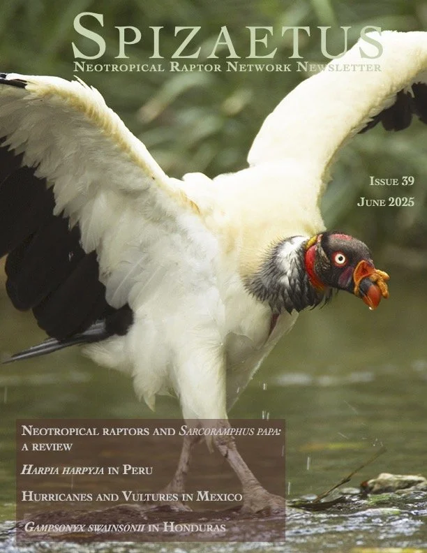 Spizaetus #39 — June 2025
