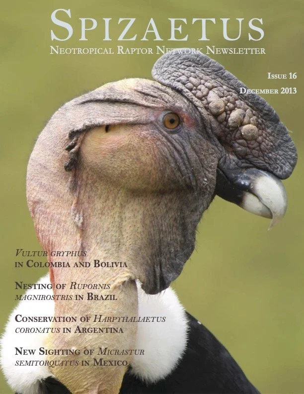 Spizaetus #16 — December 2013