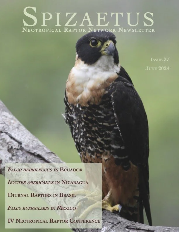 Spizaetus #37 — June 2024