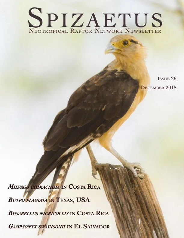 Spizaetus #26 — December 2018
