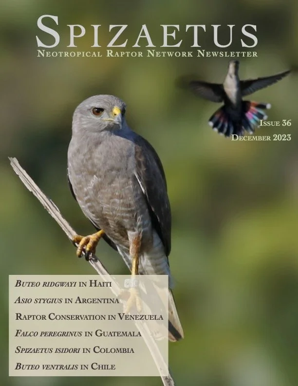 Spizaetus #36 — December 2023