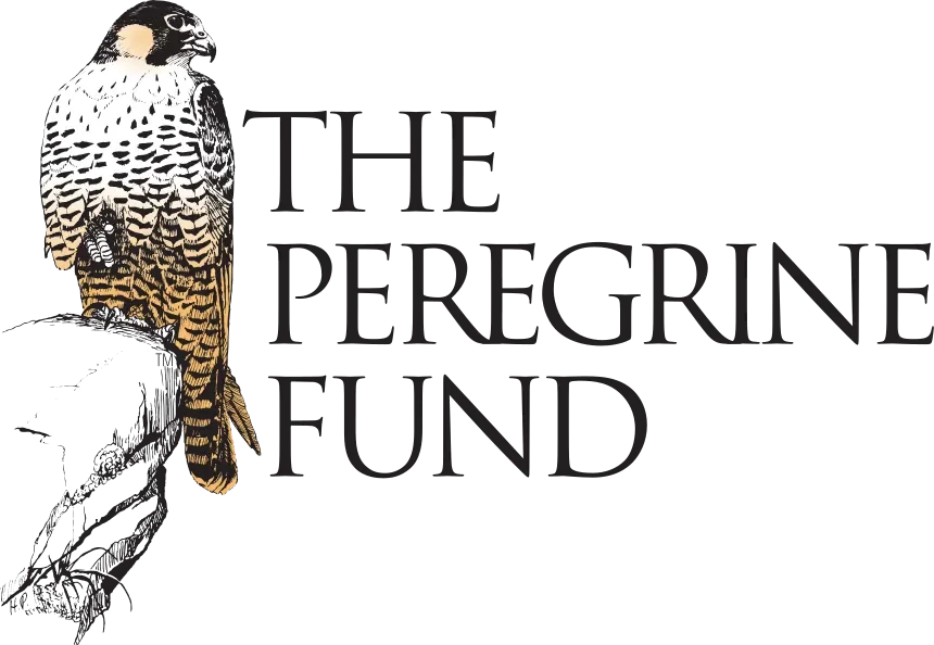 Illustration of a falcon perched on a branch with the words "The Peregrine Fund" in black behind it.