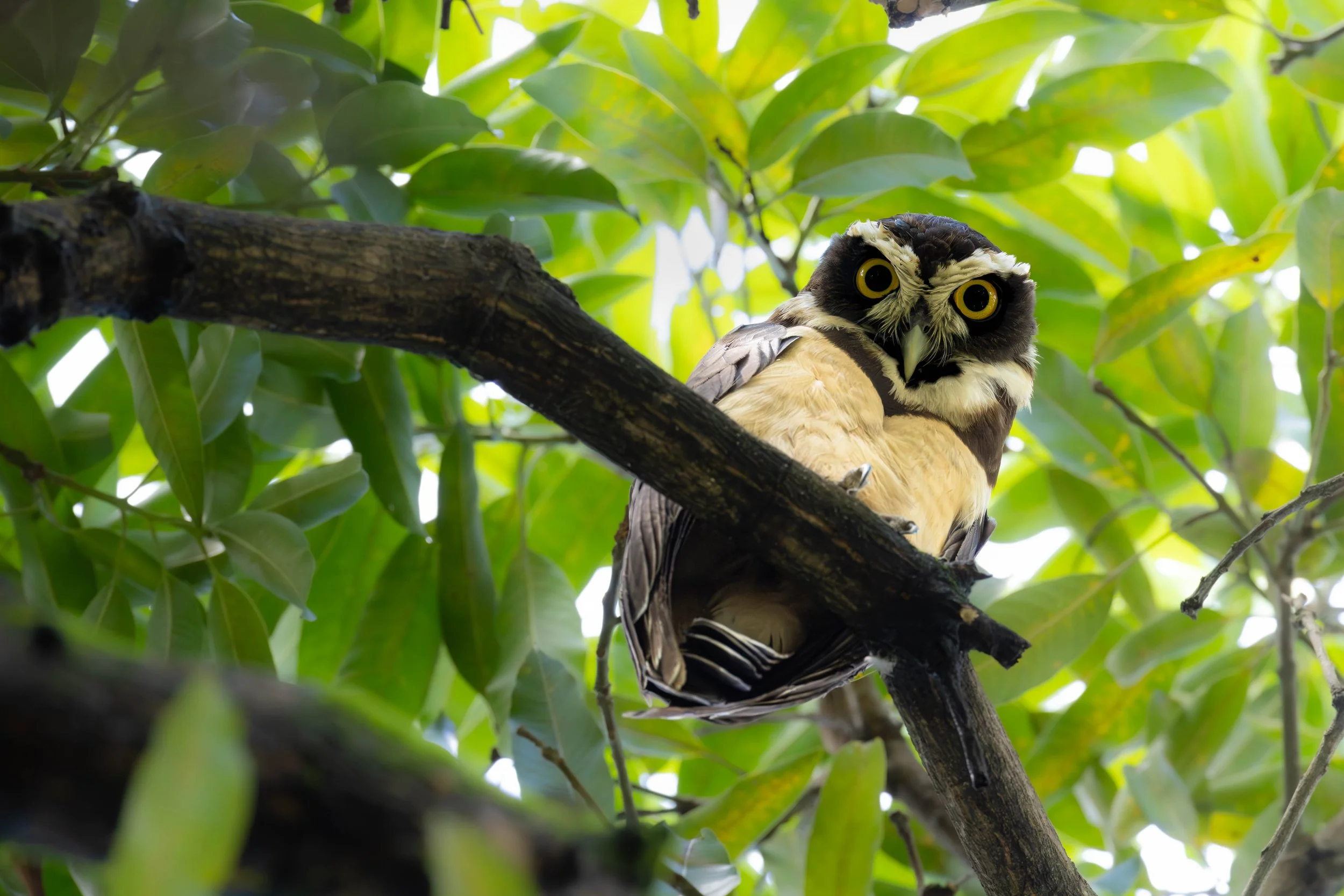 An owl perched on a tree branch amidst green leaves, looking directly at the camera with bright yellow eyes.