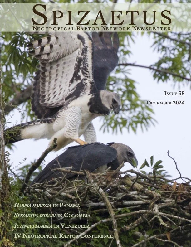 Spizaetus #38 — December 2024