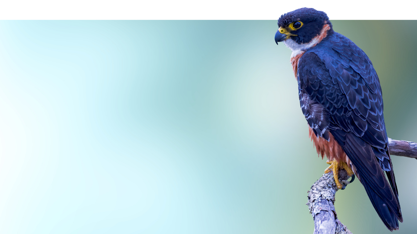 Close-up of a bird of prey, perched on a branch, with dark blue and reddish-brown feathers, and a sharp beak, against a blurred background.