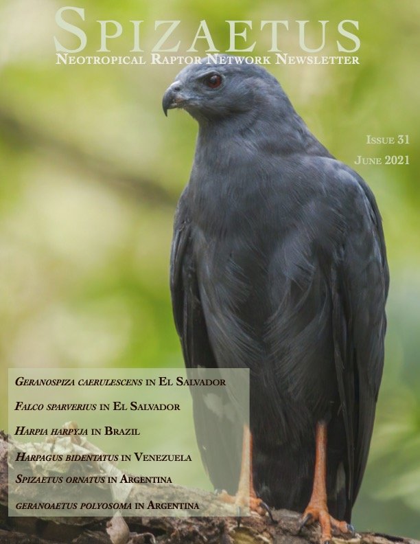 Spizaetus #31 — June 2021