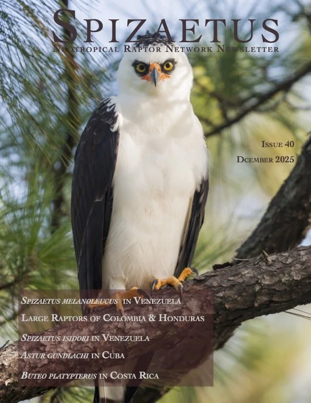 Spizaetus #40 — December 2025