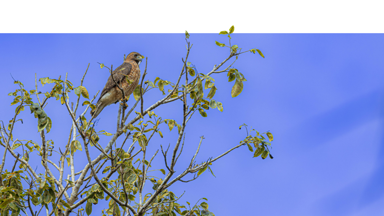 A hawk perched on a tree branch with green leaves against a bright blue sky with some wispy clouds.