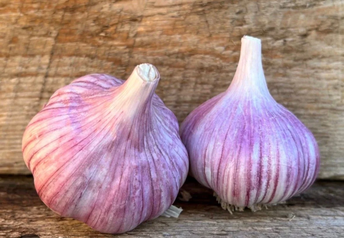 Chesnok Red - Garlic