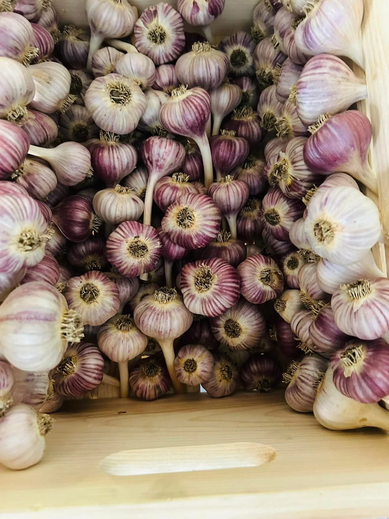 Red Russian - Garlic