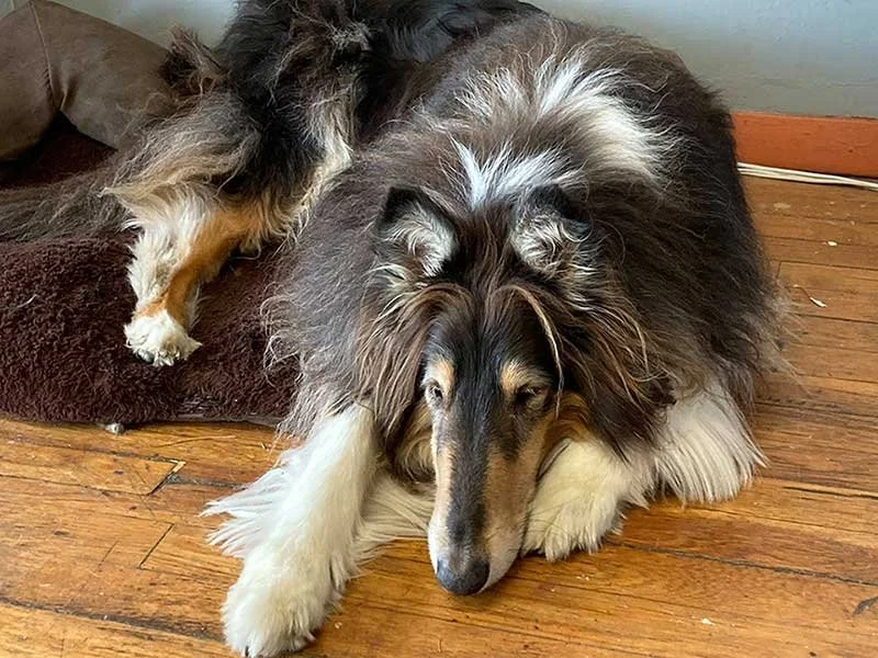 Zero, shop greeter