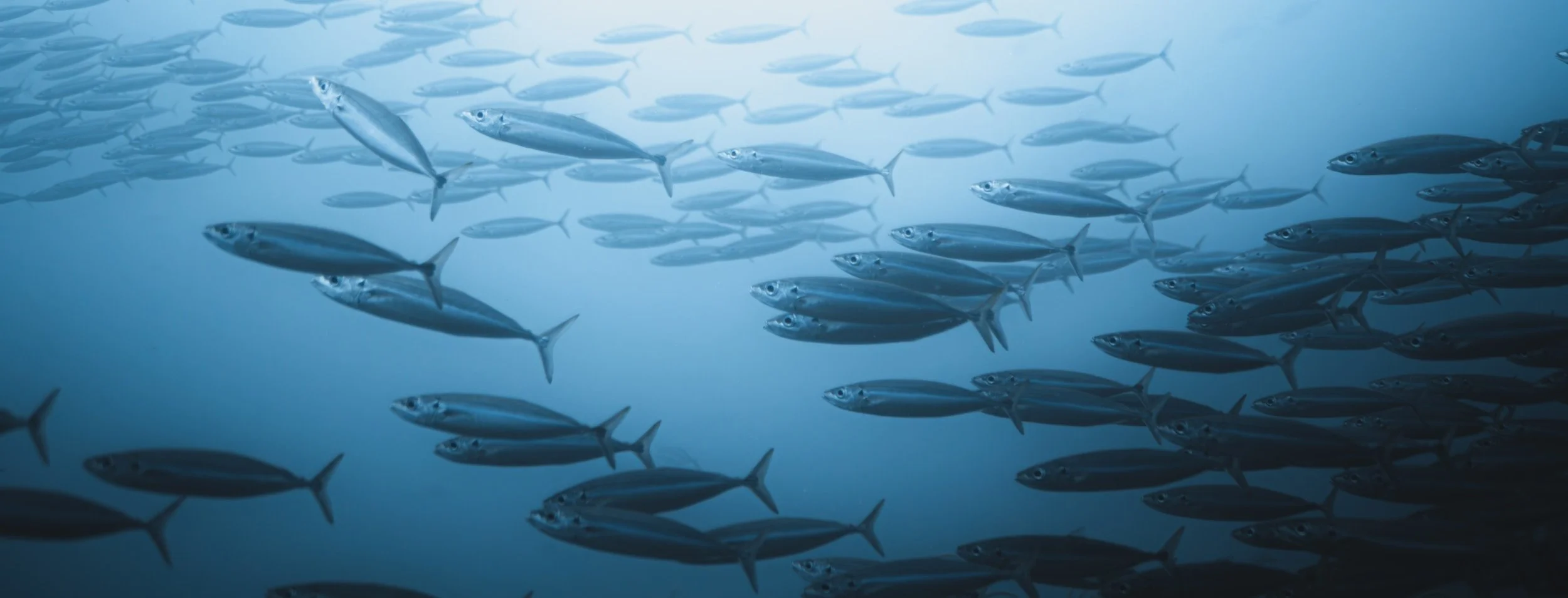 A school of silver ocean fish swimming underwater against a blue background.