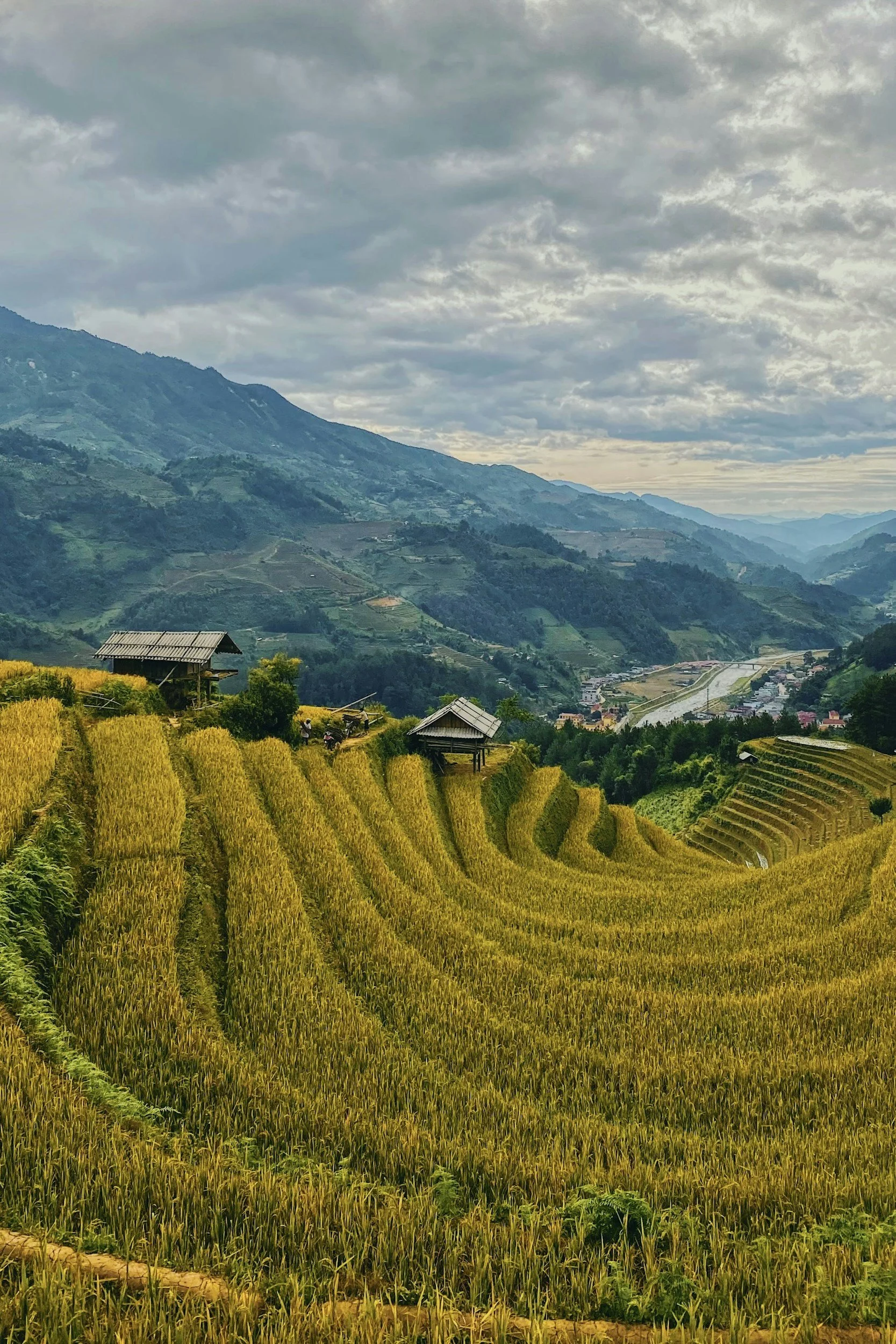 Vietnamese terraced rice fields with yellow crops in a mountainous landscape under a cloudy sky. Small wooden huts are visible among the fields.