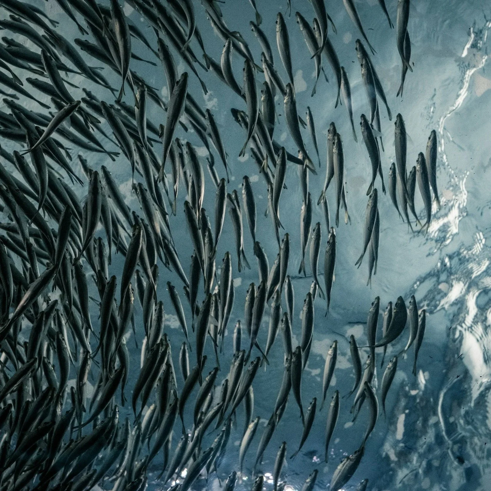 School of small pelagic fish swimming in the ocean near the water surface.