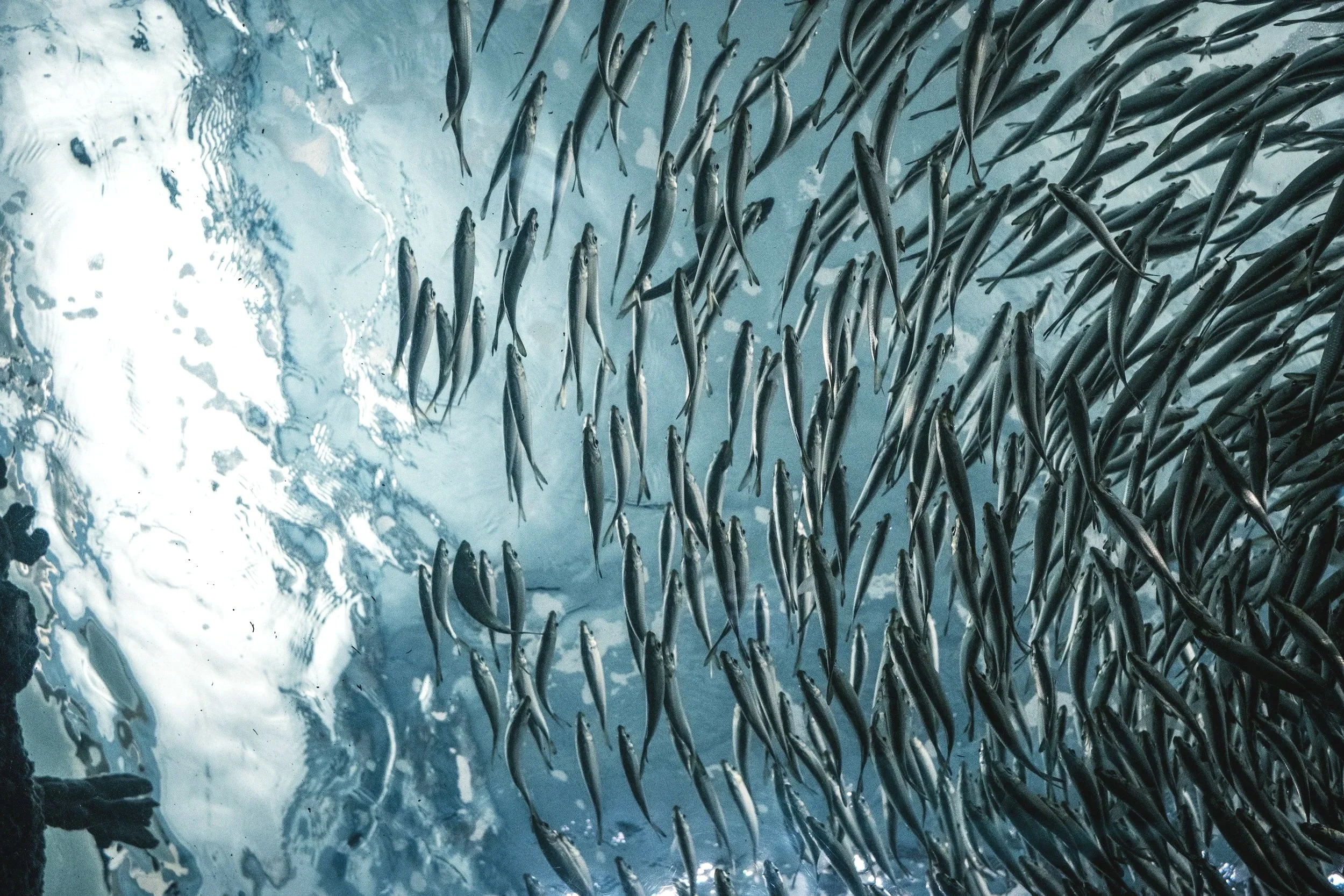A school of small pelagic fish swimming underwater in a large group.