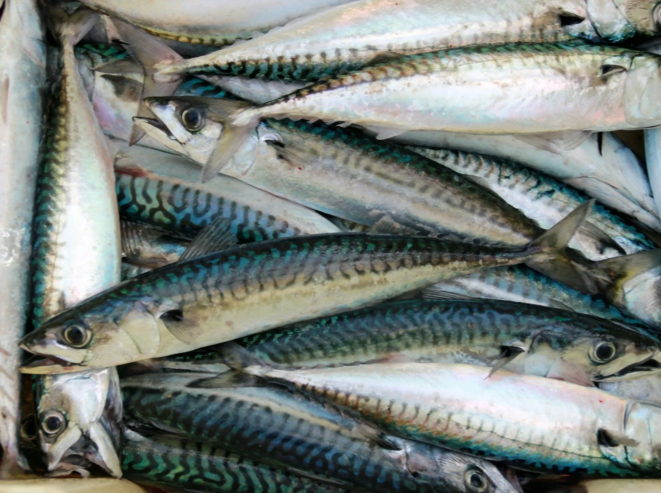 Multiple fresh mackerel fish stacked together.