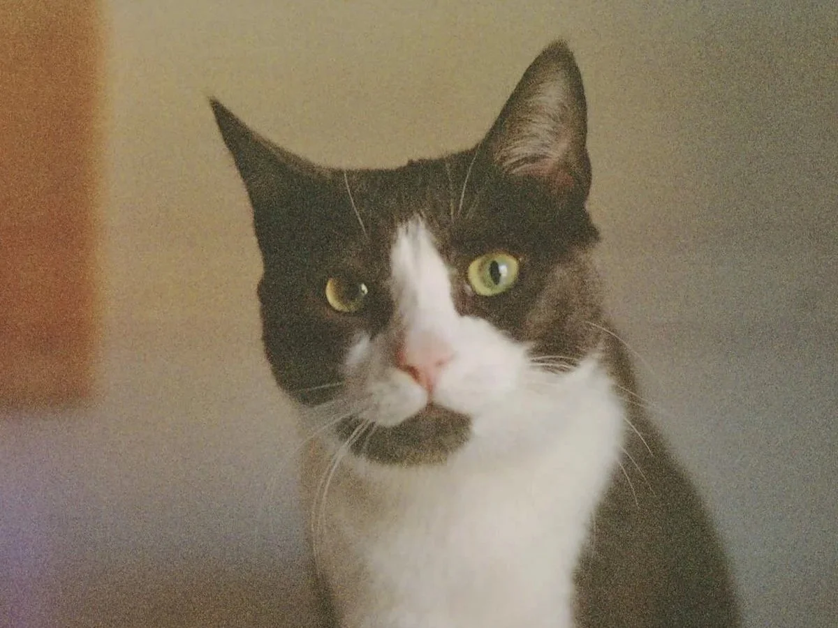 Cat Named Earl