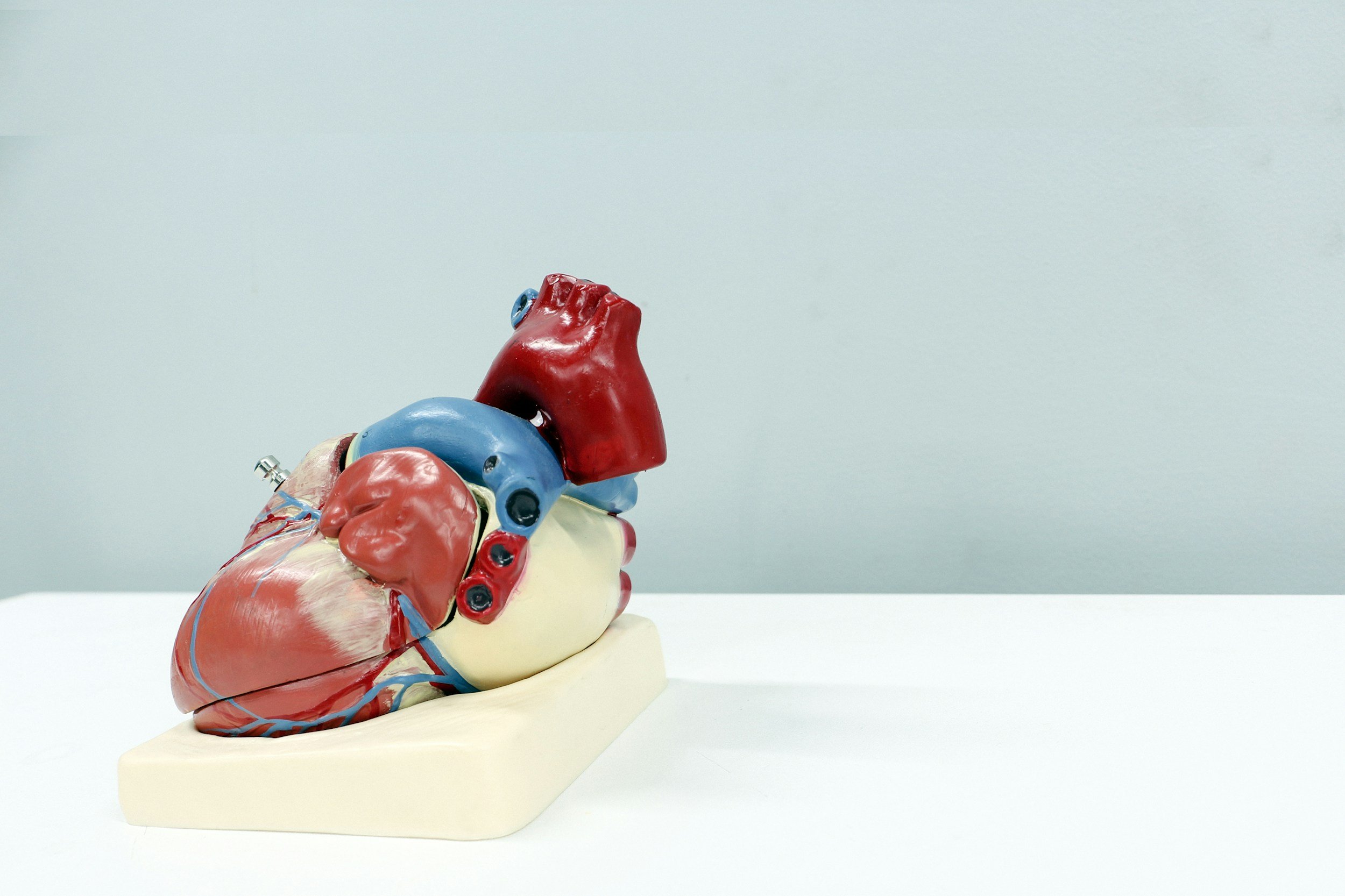 Colorful anatomical model of a human heart placed on a white base, set against a plain gray background.