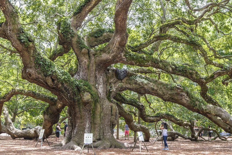 angel_oak.jpg