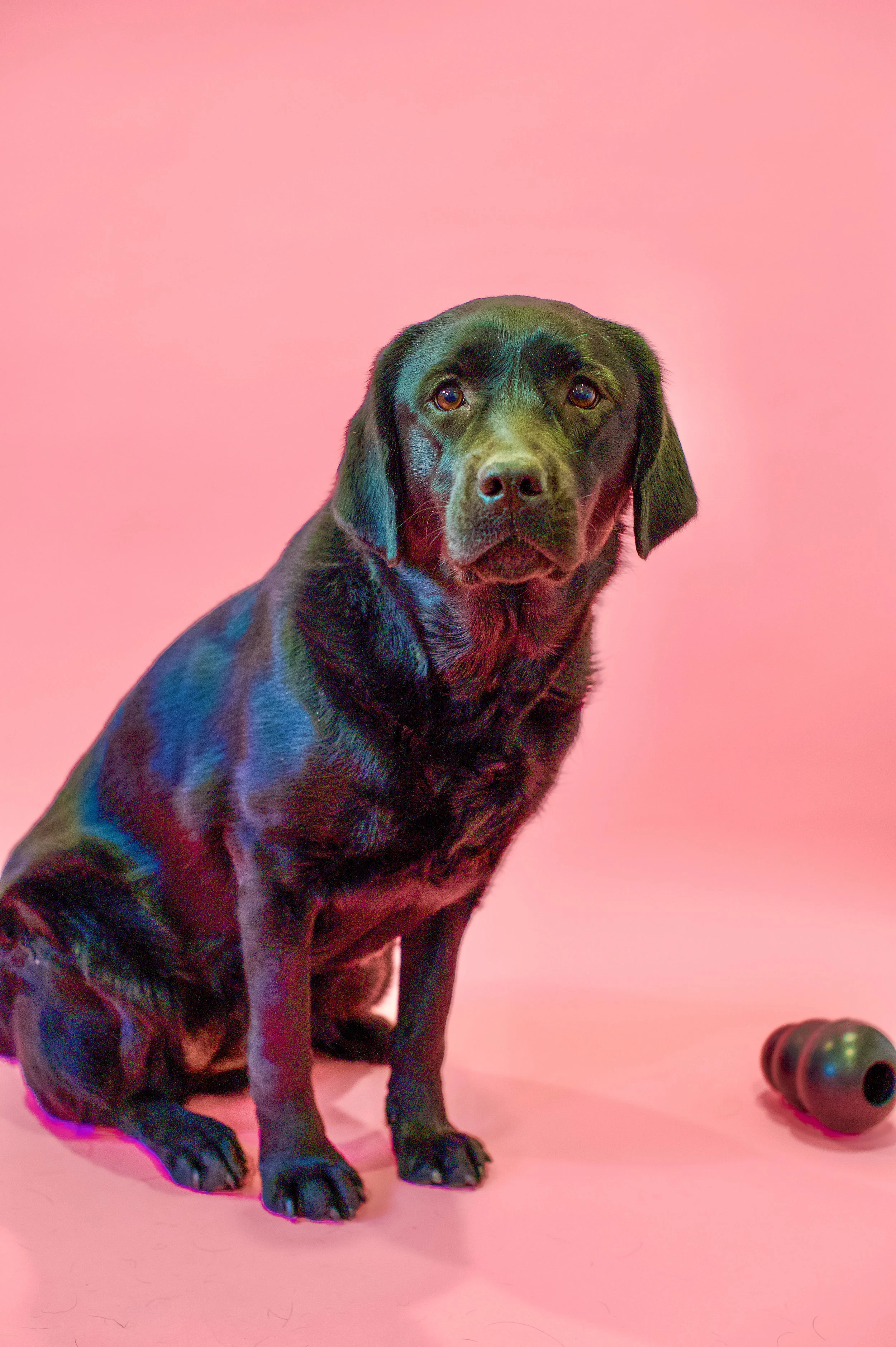 Black Labrador retriever dog sitting on pink background next to a small black and red toy ball.