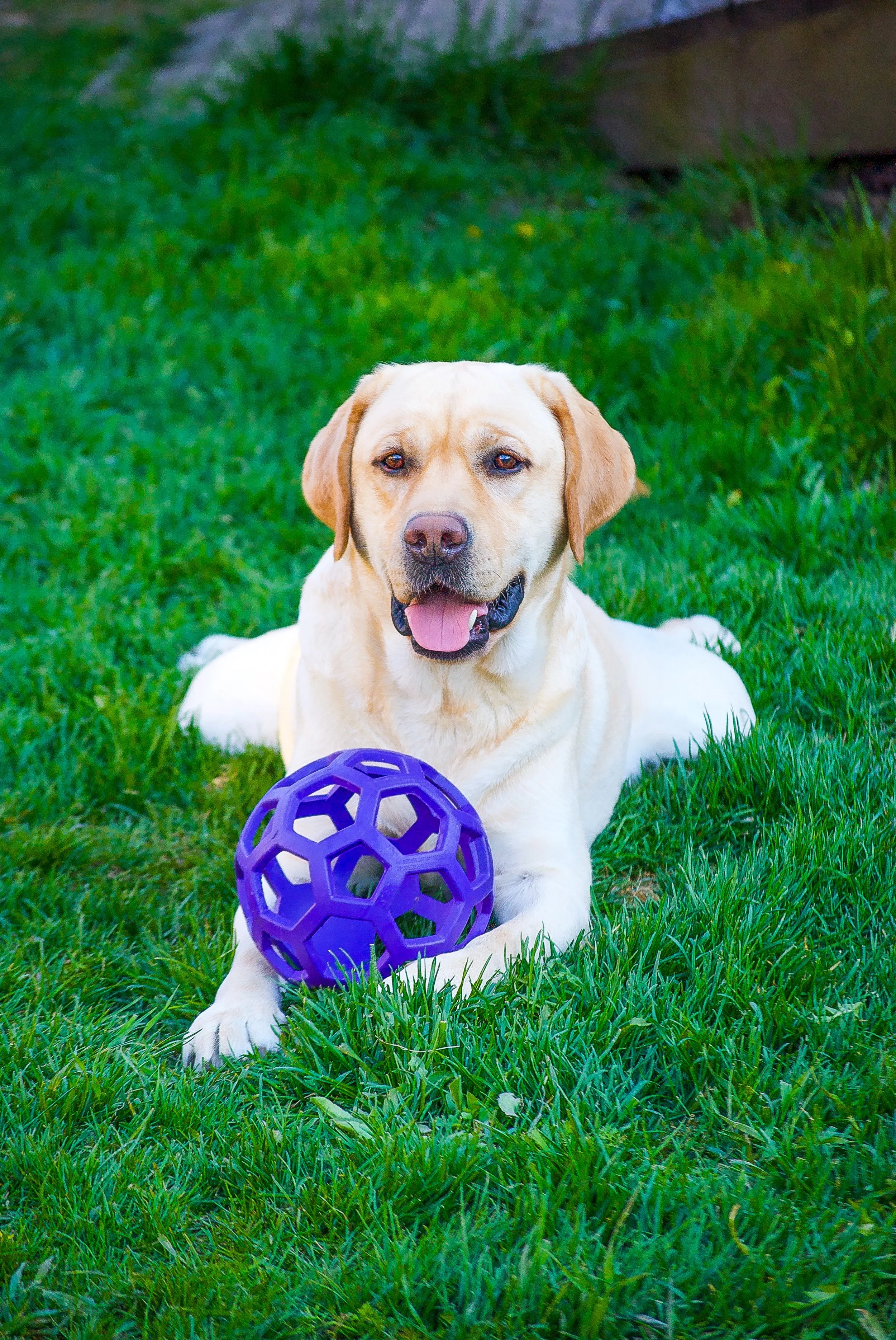 A yellow Labrador retriever dog lying on green grass, with a purple plastic ball in front of it and a wooden structure in the background.