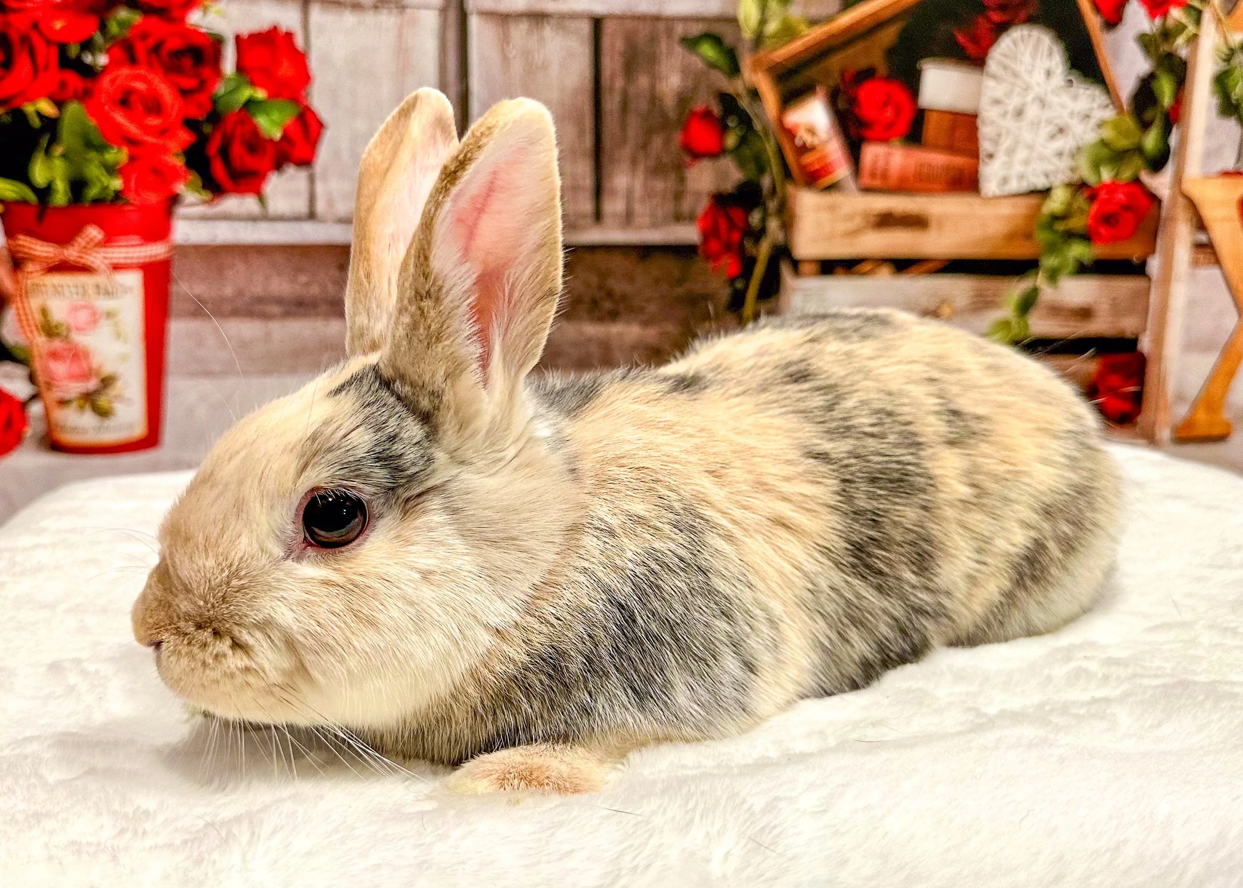 Bunny.jpg