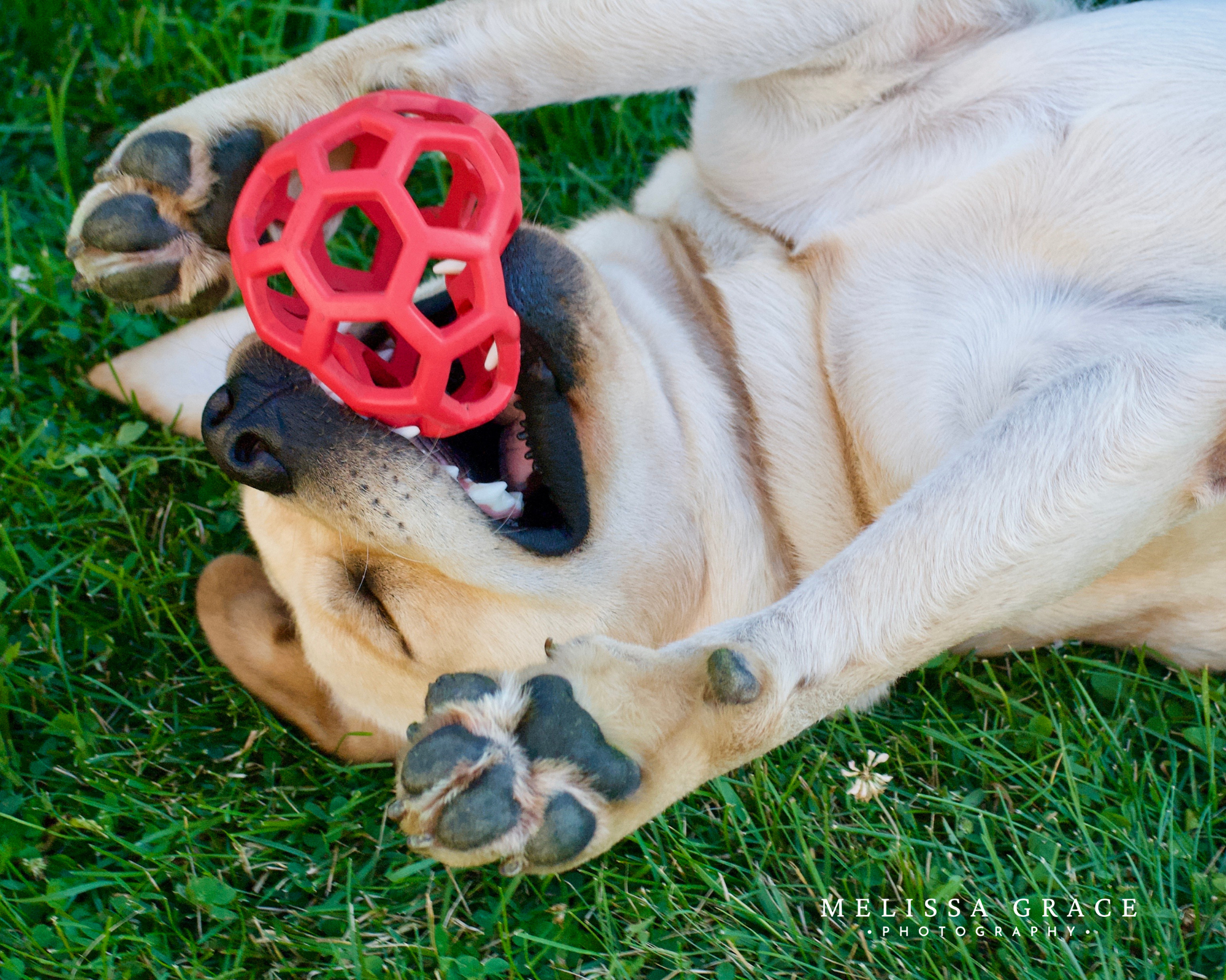 A light-colored dog lying on green grass playing with a bright red, open light toy.