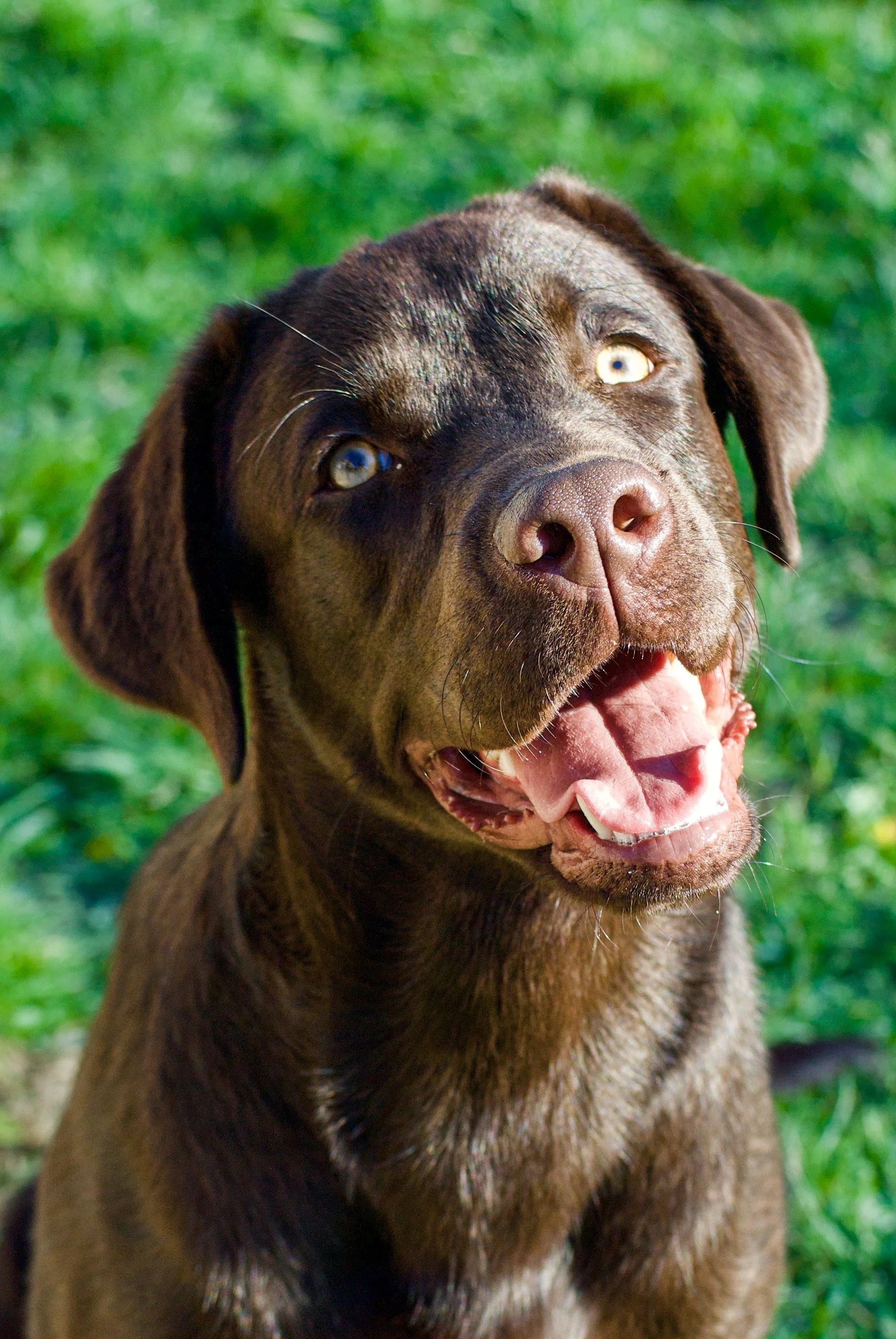 A happy brown dog with light eyes, open mouth, and tongue out outdoors on green grass.