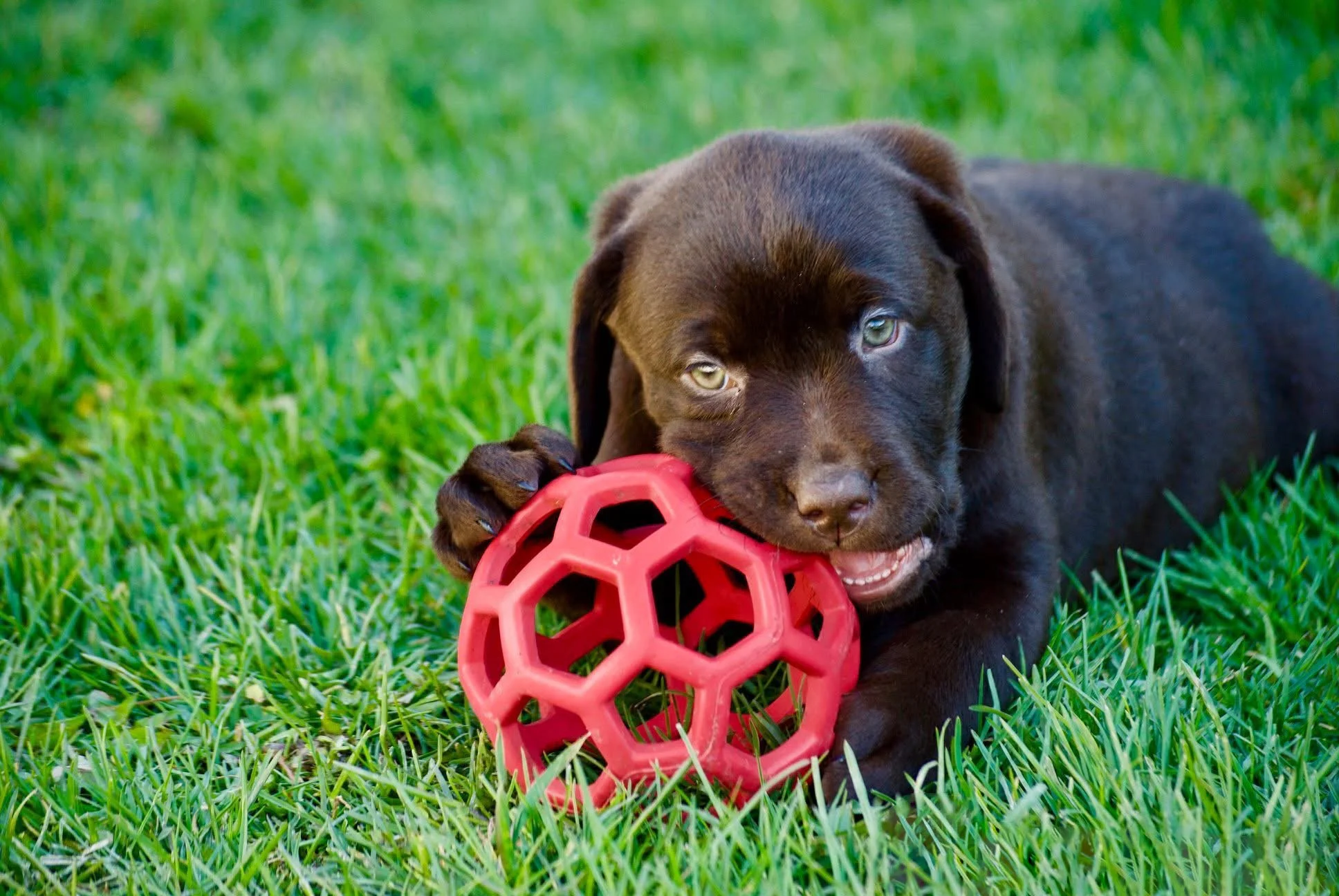 A brown puppy with blue eyes lying on green grass, playing with a red rubber ball.