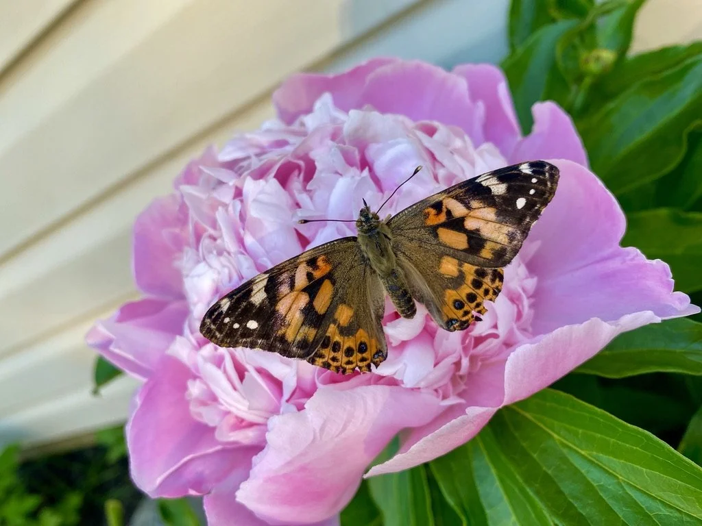 A butterfly with orange, black, and white spots perched on a large pink peony flower with green leaves.