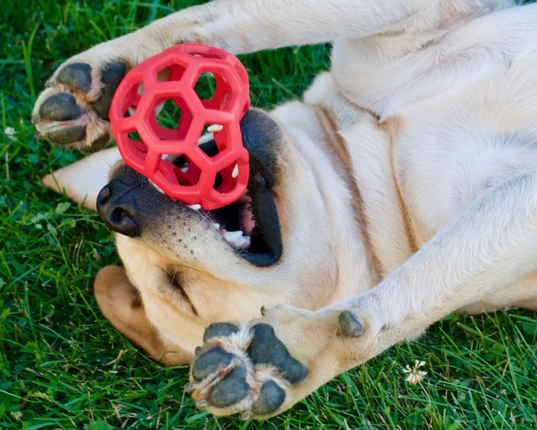 Two puppies playing on green grass, one with a red rubber ball in its mouth.
