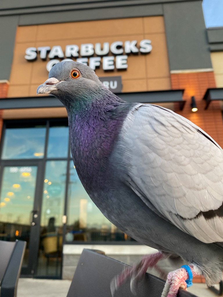 Close-up of a pigeon with a Starbucks Coffee store in the background.