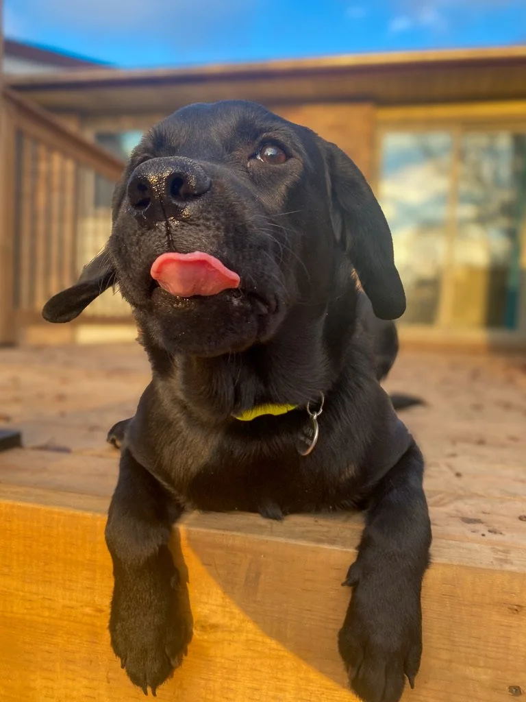 A black puppy with floppy ears lying on a wooden deck, sticking out its pink tongue, with a wooden house and glass windows in the background during daytime.