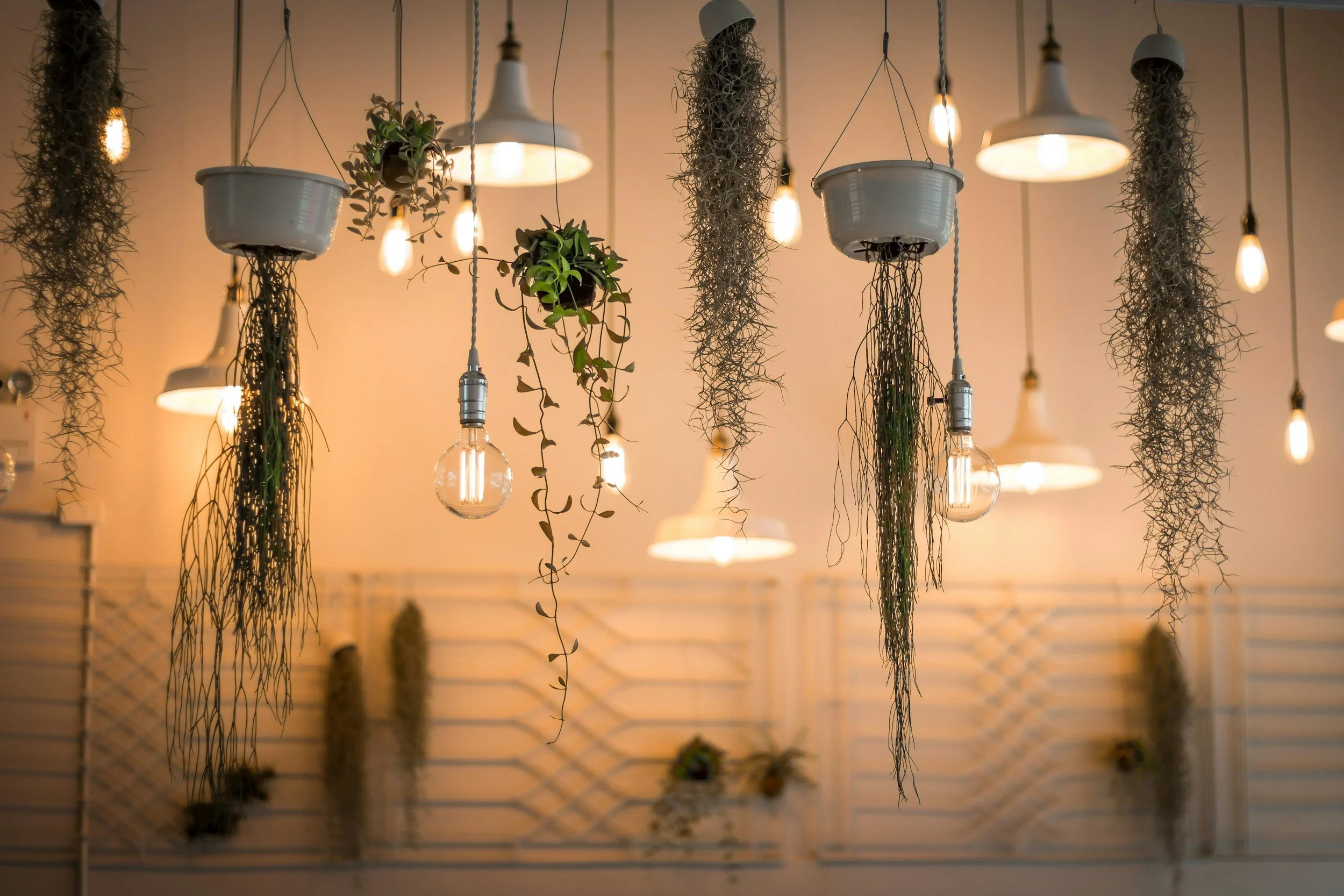 Hanging potted plants and hanging light bulbs in an indoor space with a wooden backdrop.