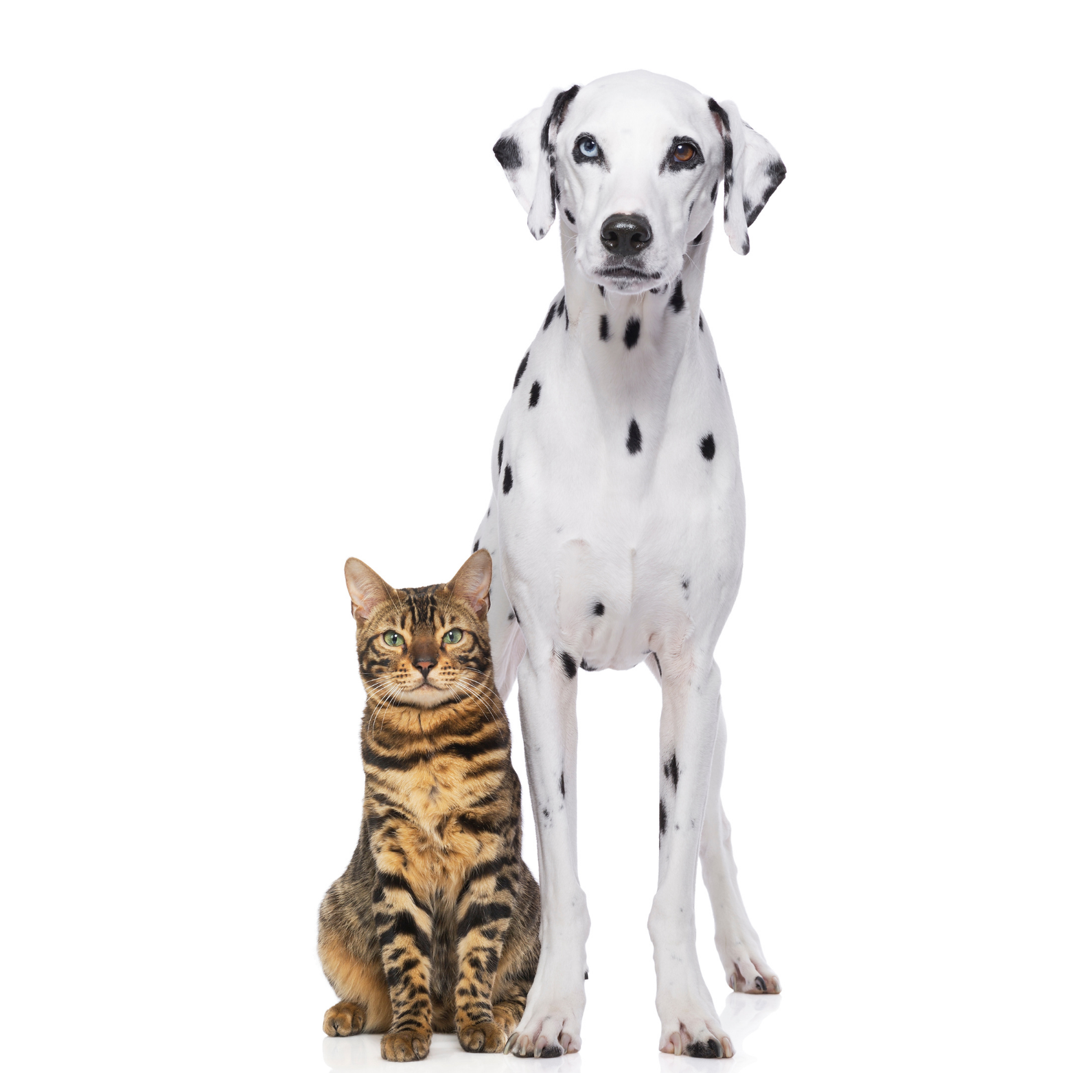 Aalistic mix of a cat and a Dalmatian dog, featuring the body of a Dalmatian with spots and a cat's face with striped fur, standing against a white background.