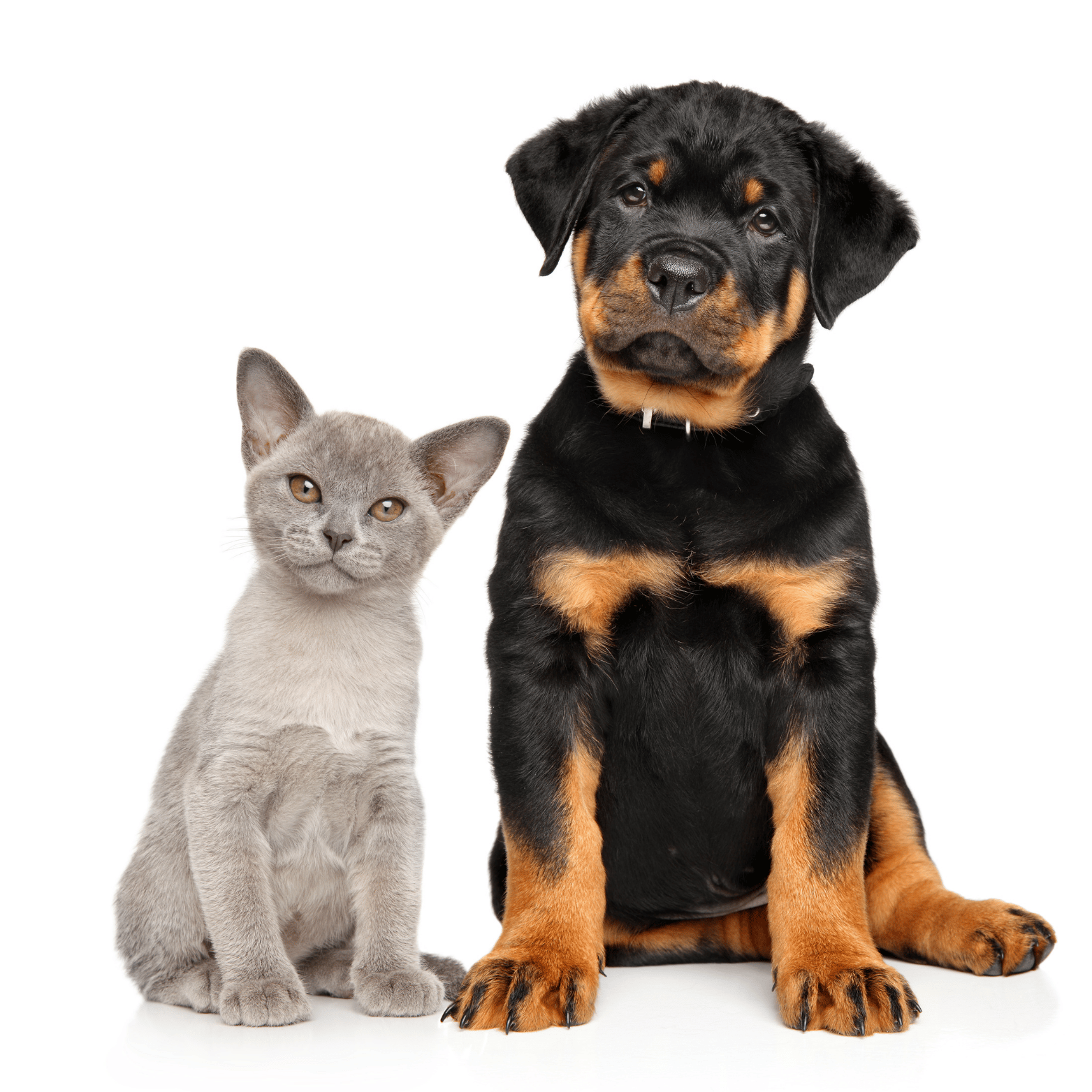 A gray cat sitting next to a black and tan Rottweiler puppy against a white background.