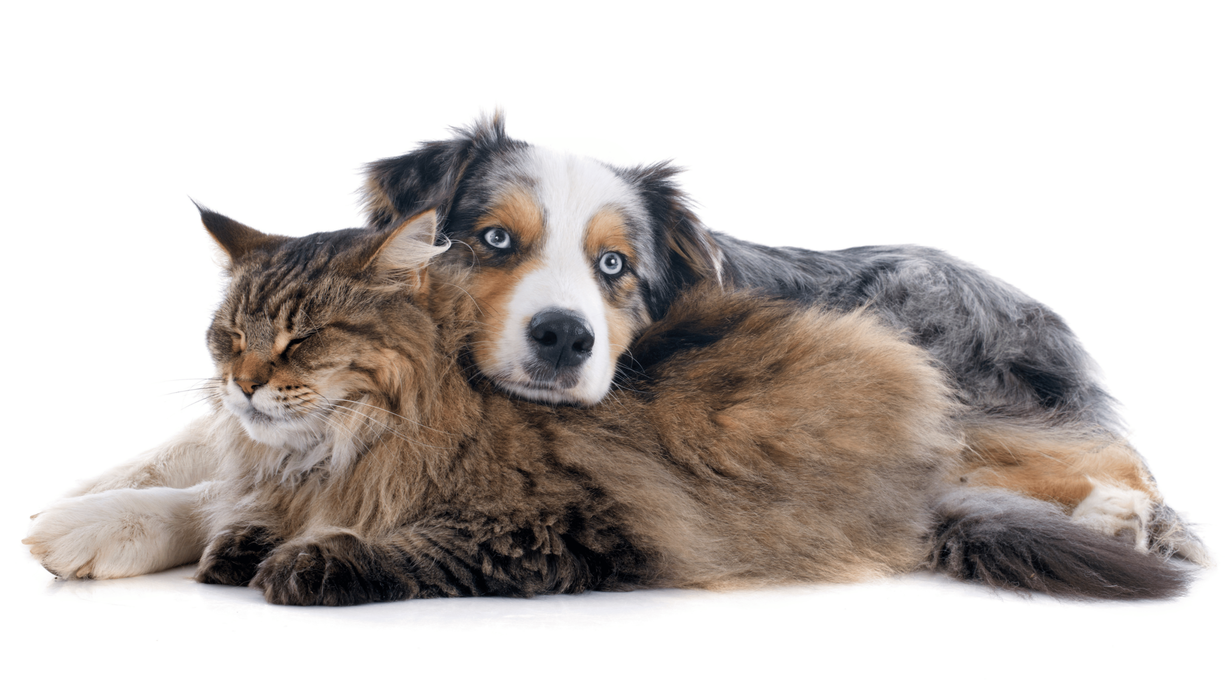 A close-up of a dog and a cat lying together, with the dog resting its head on the cat's neck.