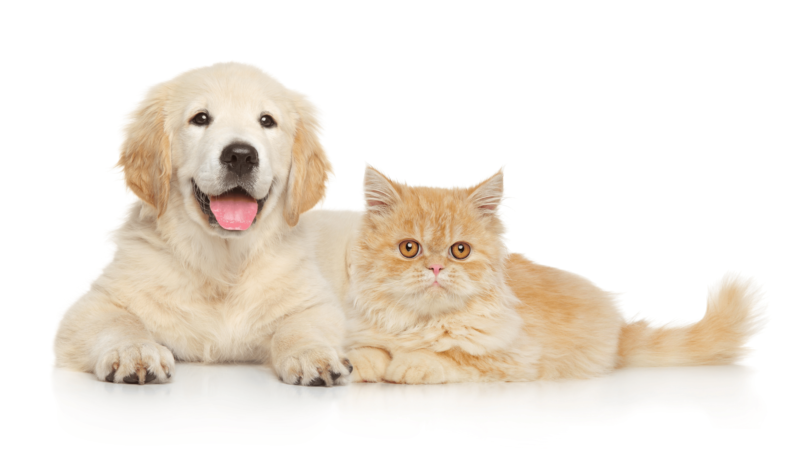 A golden retriever puppy lying next to an orange tabby cat on a white background.