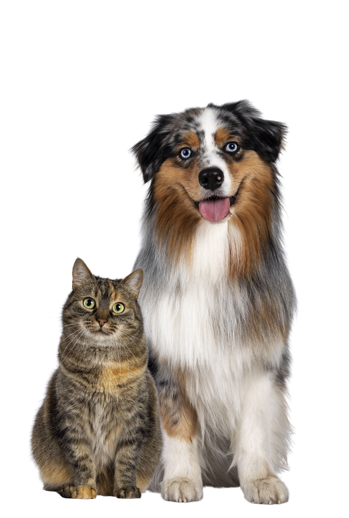 A dog with blue eyes and a happy expression sitting beside a tabby cat with green eyes against a black background.