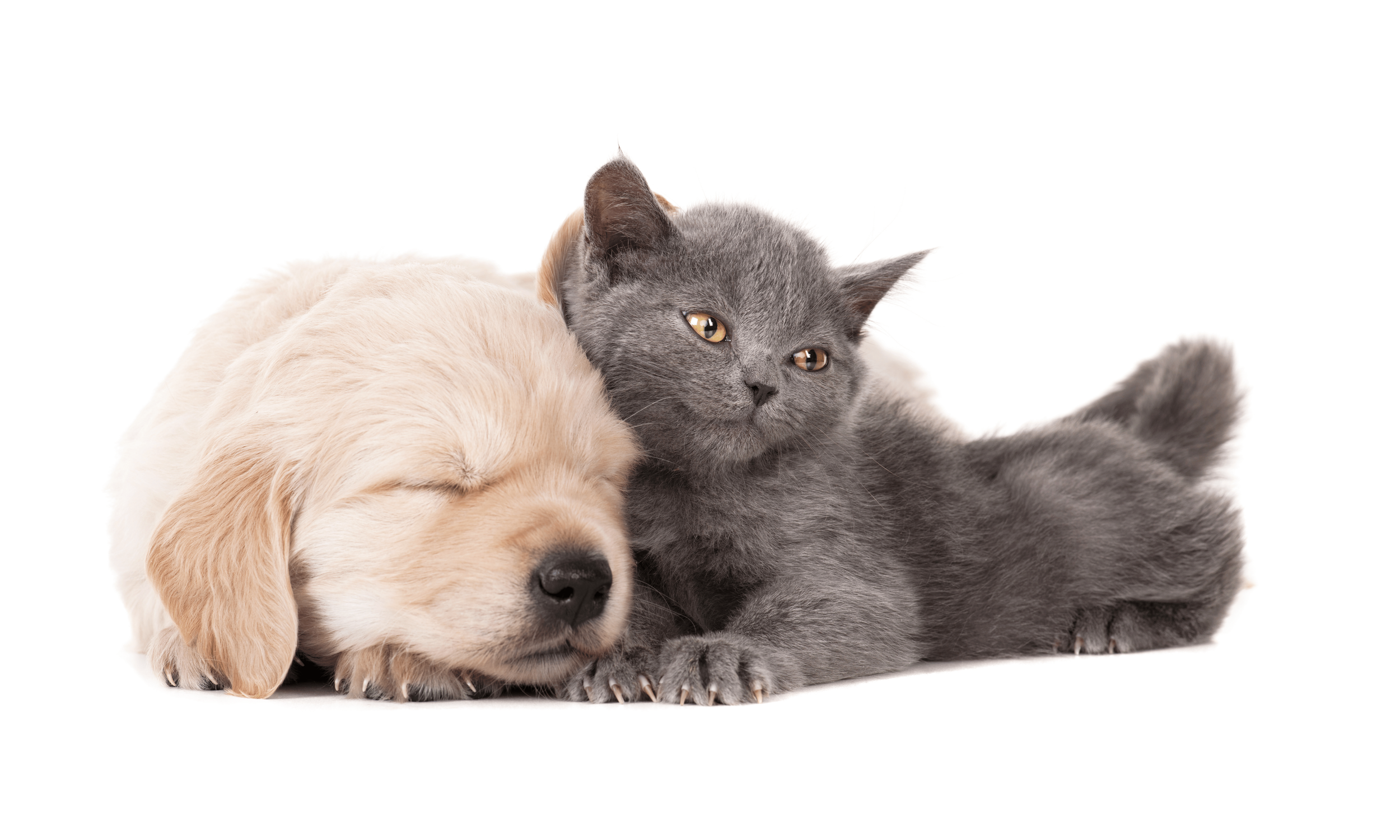 A golden retriever puppy resting its head next to a gray kitten on a white background.