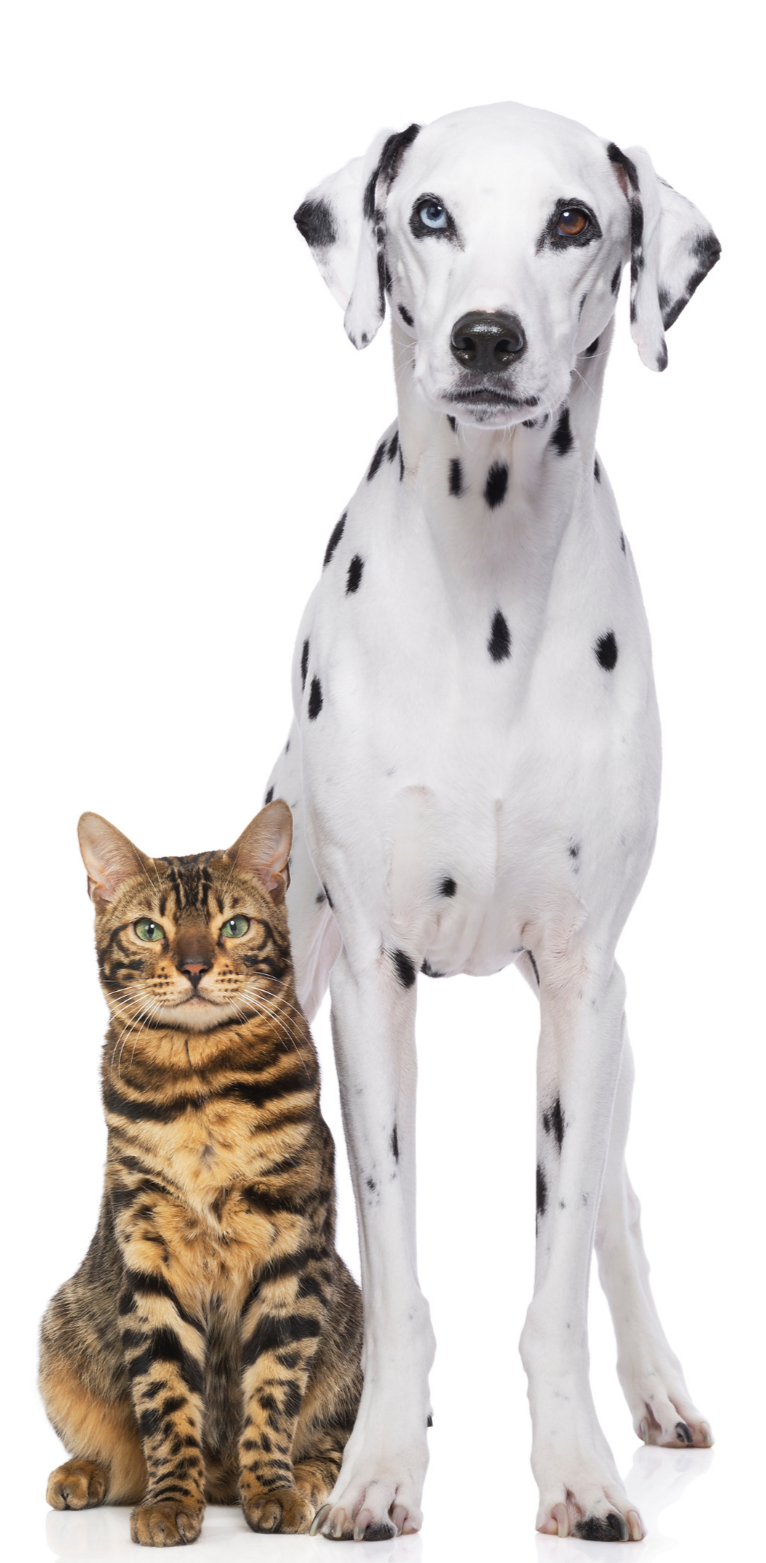 A Dalmatian dog with heterochromatic eyes and a Bengal cat sitting together against a white background.