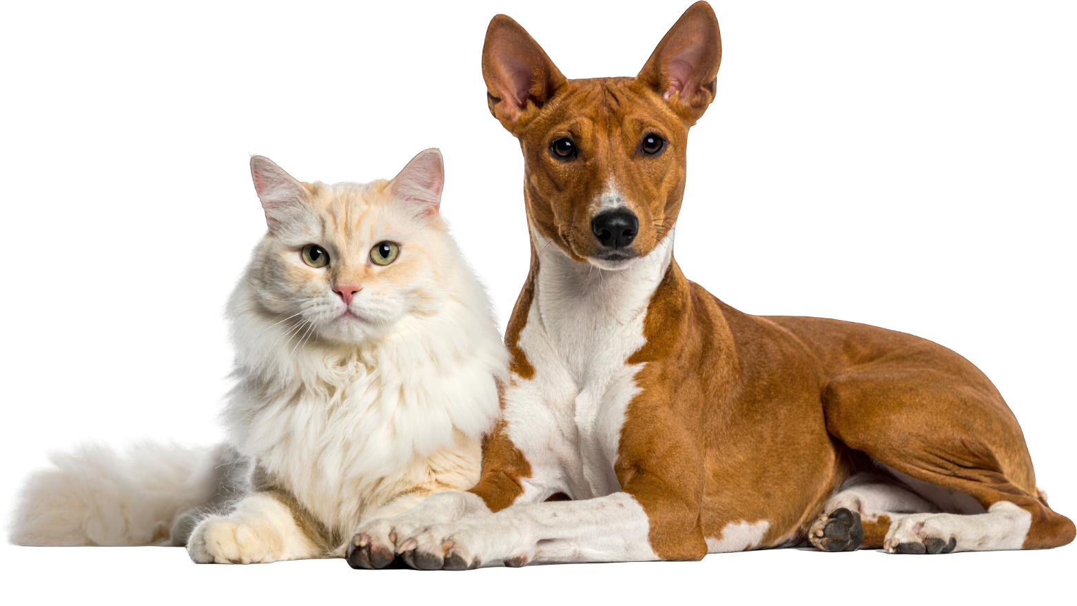 An adorable long-haired cat laying beside a graceful brown and white dog with large ears, both lying on a plain background.