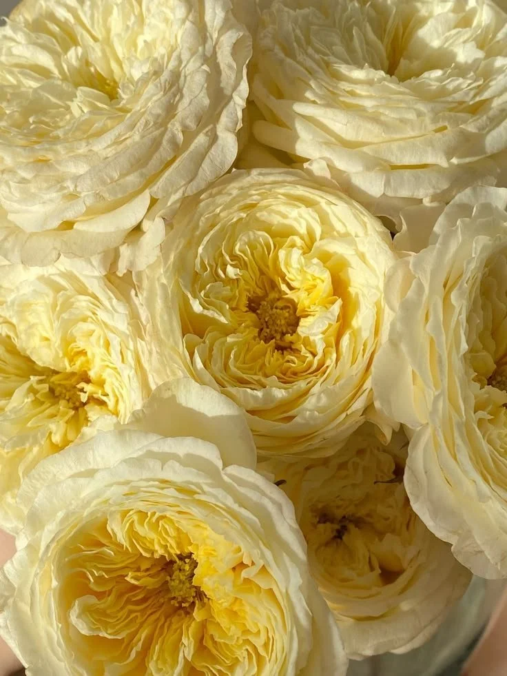 Close-up of creamy yellow roses with ruffled petals.