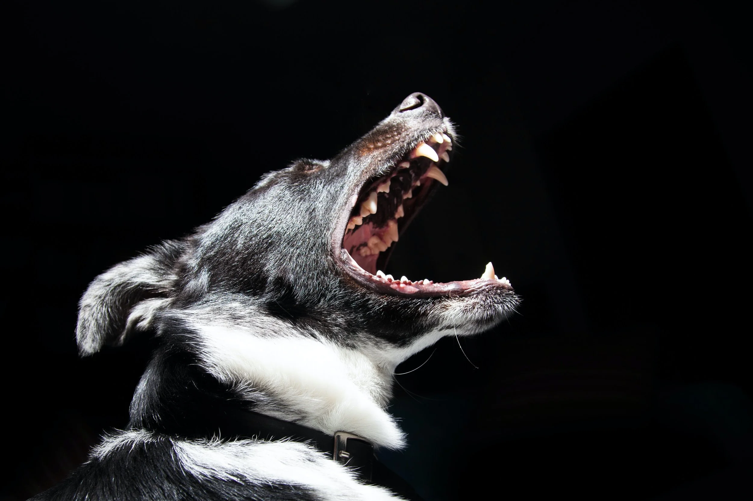A black and white dog, possibly a Siberian Husky, with its mouth open showing its teeth and tongue, against a dark background.