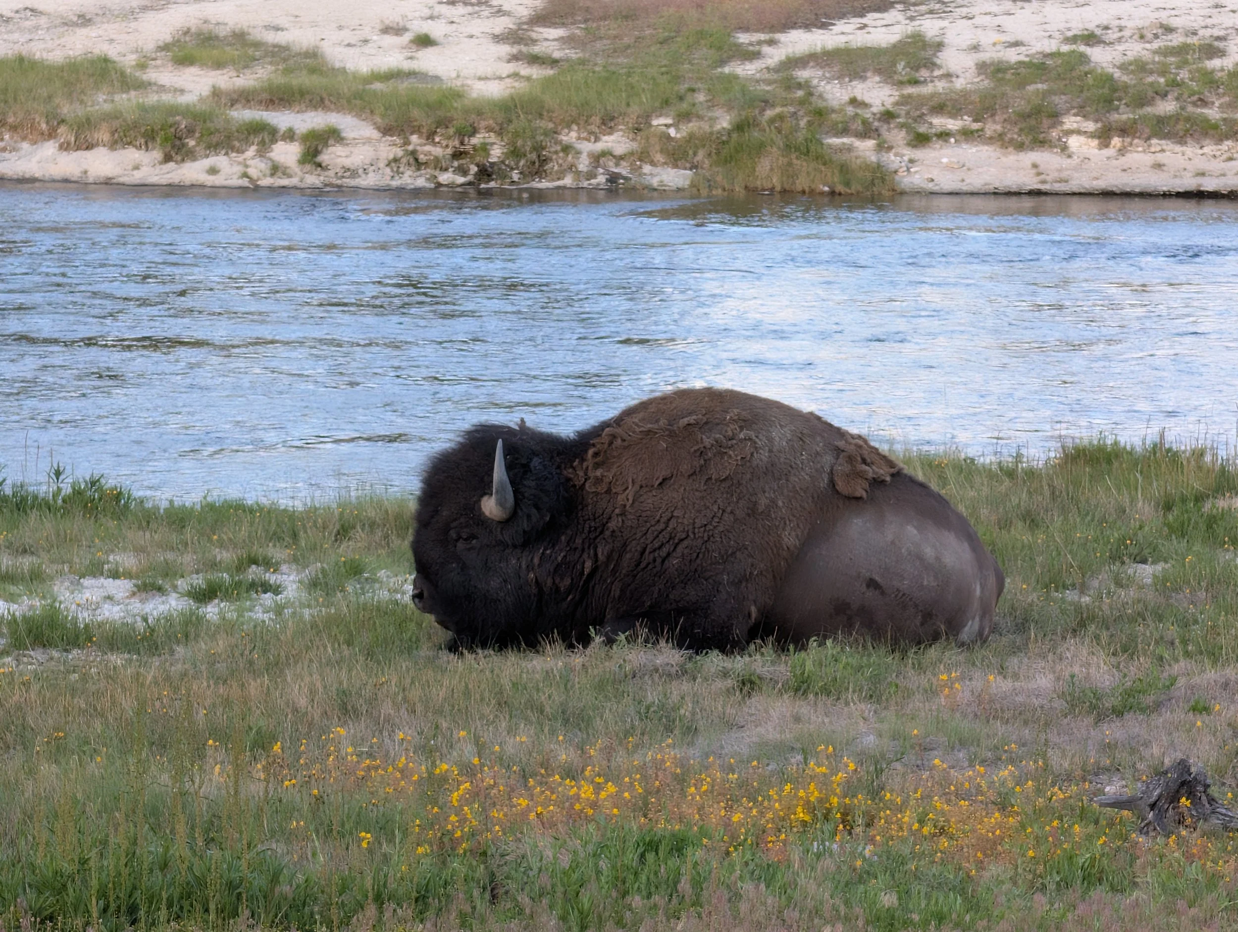 Bison
