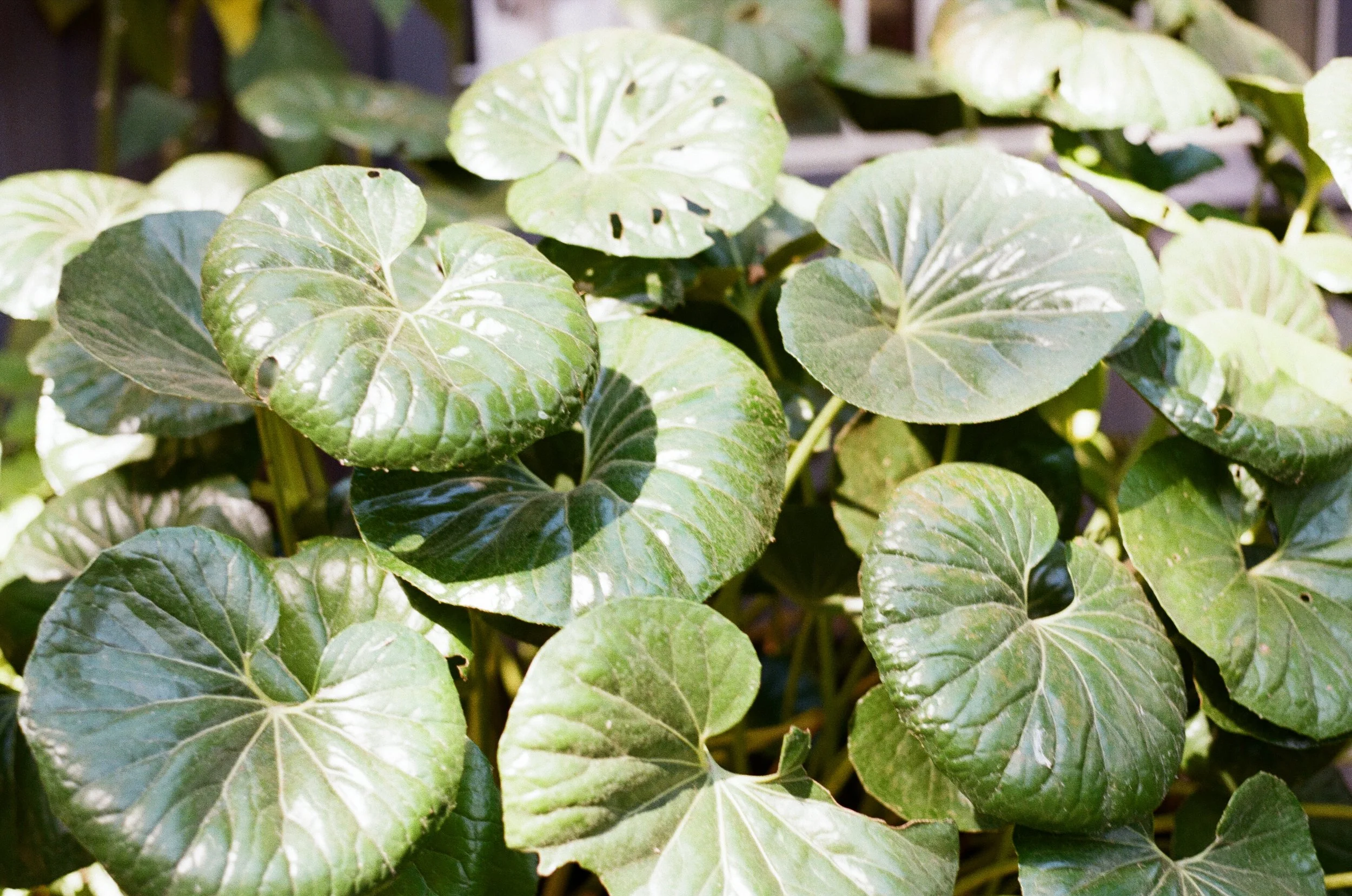 Close-up of green ivy leaves with some small holes and light reflecting off their surface.