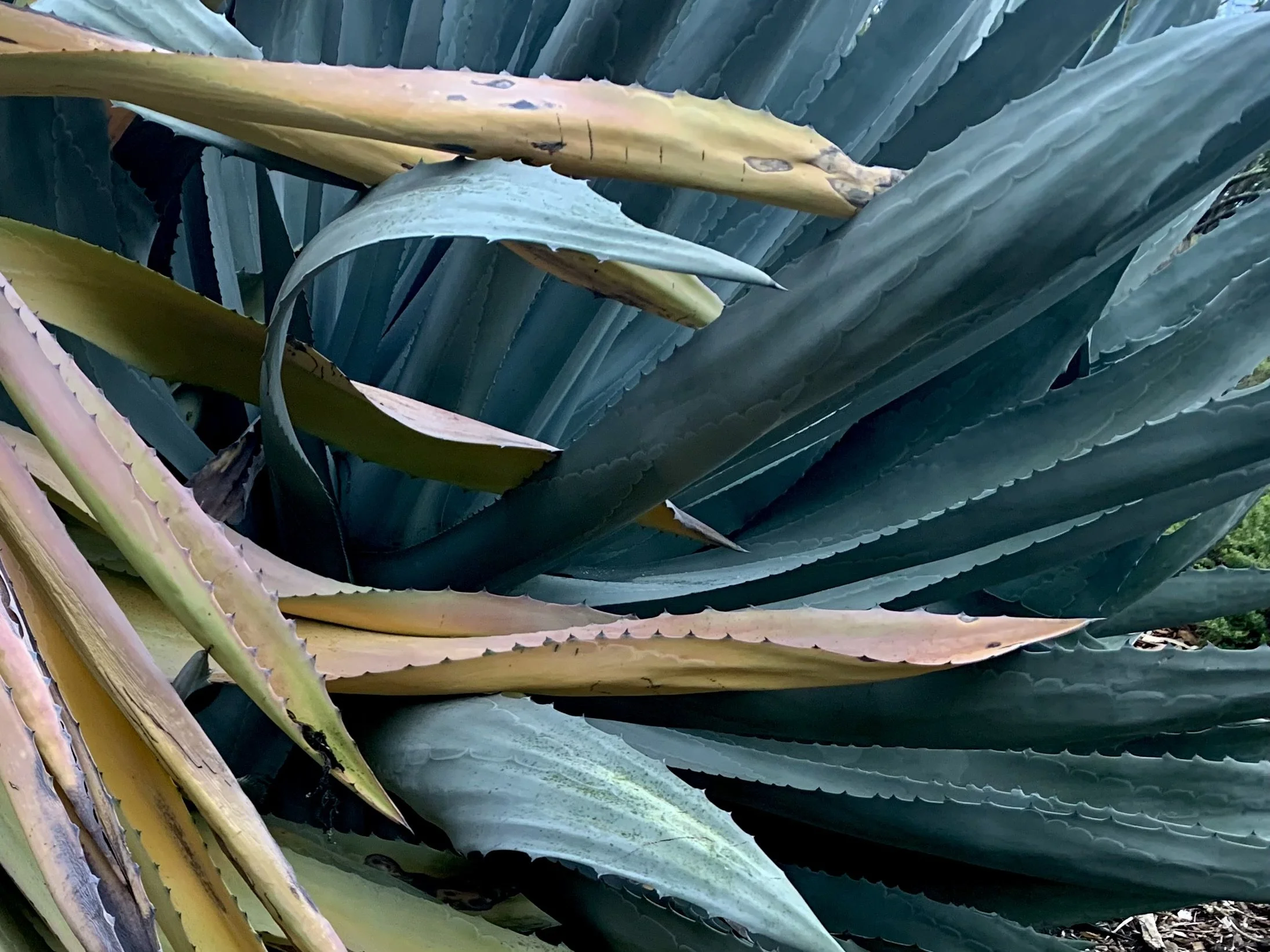 Close-up of agave plant leaves with thick, spiky, greenish-blue blades and sharp edges.