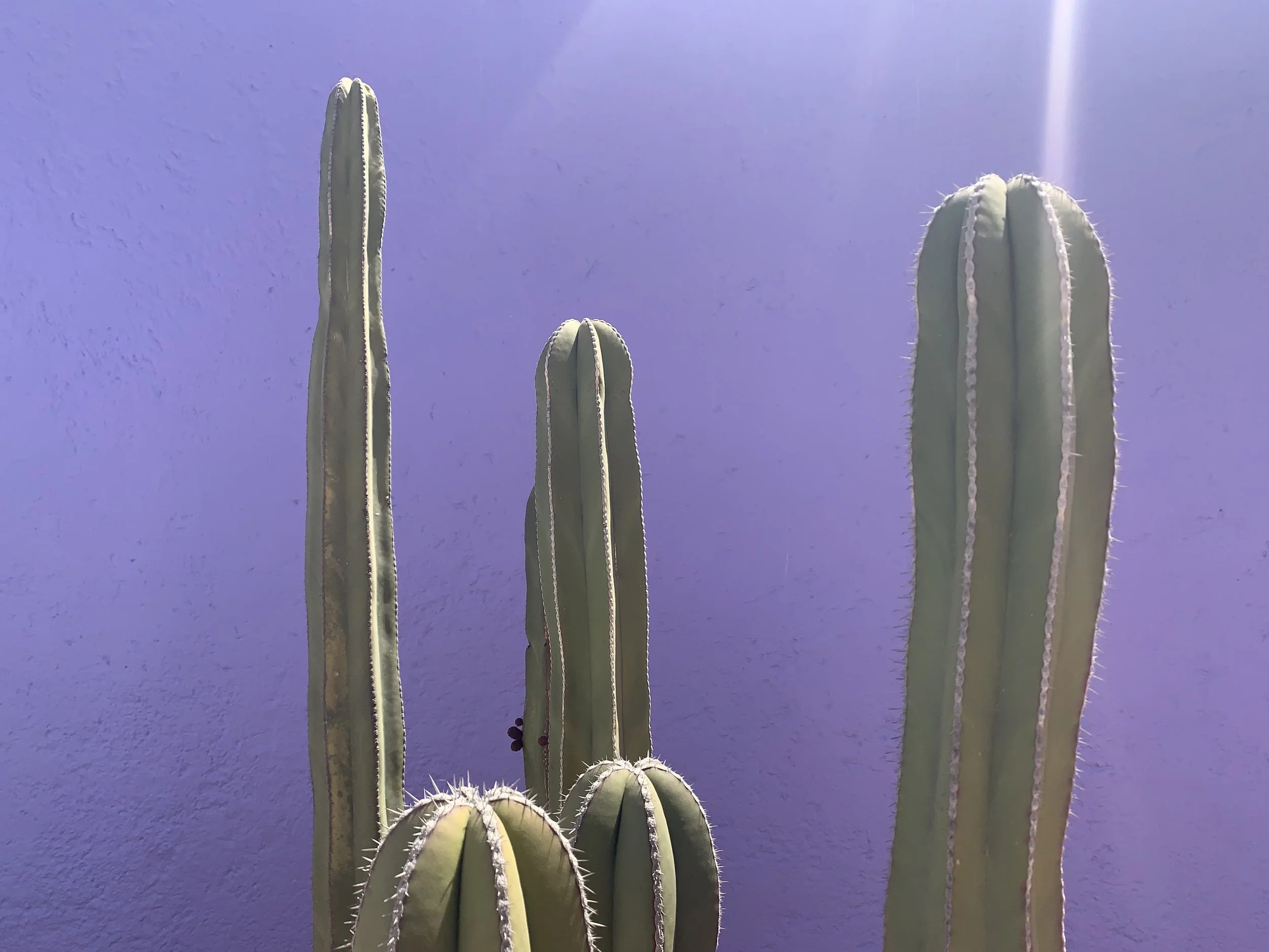 Tall, green cacti with white spines against a purple sky.